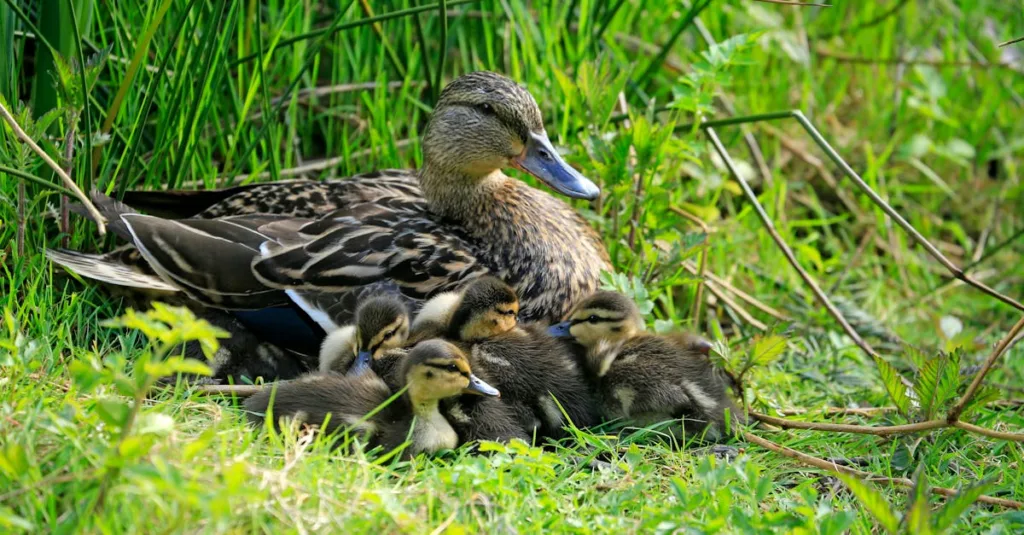 découvrez les informations essentielles sur la consommation de magret de canard pendant la grossesse, ses bienfaits, précautions et conseils pour une alimentation saine.