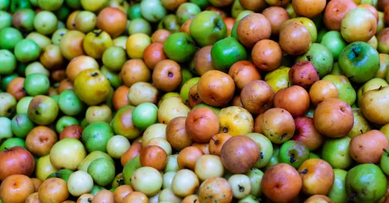 découvrez une liste complète de fruits dont le nom commence par la lettre a, pour enrichir votre alimentation et vos recettes avec des saveurs variées et exotiques.