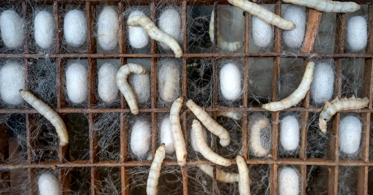 découvrez tout sur les asticots : leur rôle, leurs caractéristiques et leur utilisation dans divers domaines comme la pêche et la science.
