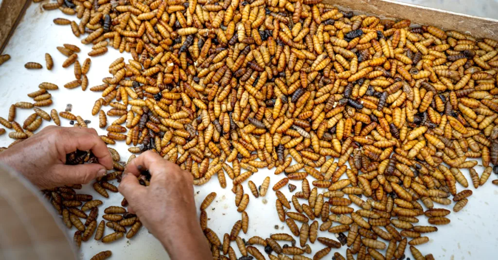 découvrez tout sur les asticots : leur rôle, leur habitat et leur utilité dans la nature et la science.