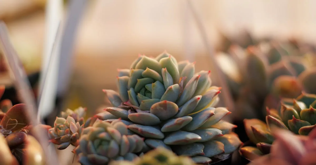 découvrez des plantes résistantes à la sécheresse, idéales pour les jardins économes en eau et faciles à entretenir, parfaites pour les climats arides.