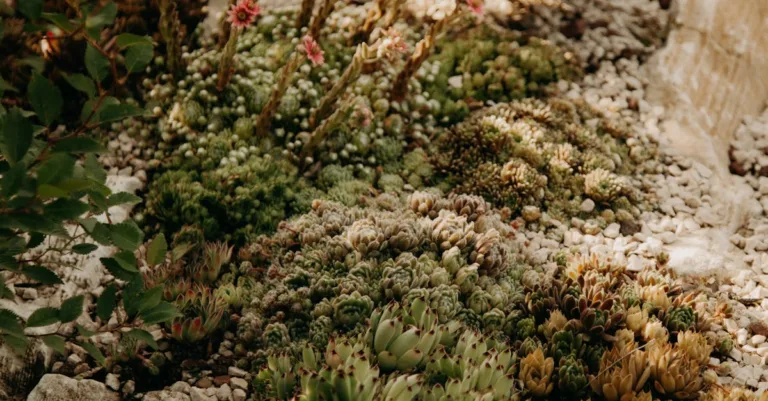 découvrez notre sélection de plantes résistantes à la sécheresse, parfaites pour embellir votre jardin tout en économisant l'eau.