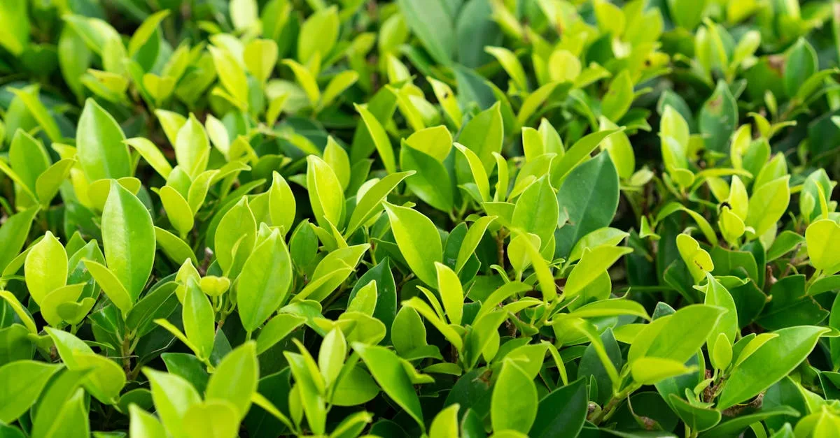 découvrez notre sélection d'arbustes à croissance rapide, idéals pour créer rapidement des haies, apporter de la verdure et embellir votre jardin en un rien de temps.