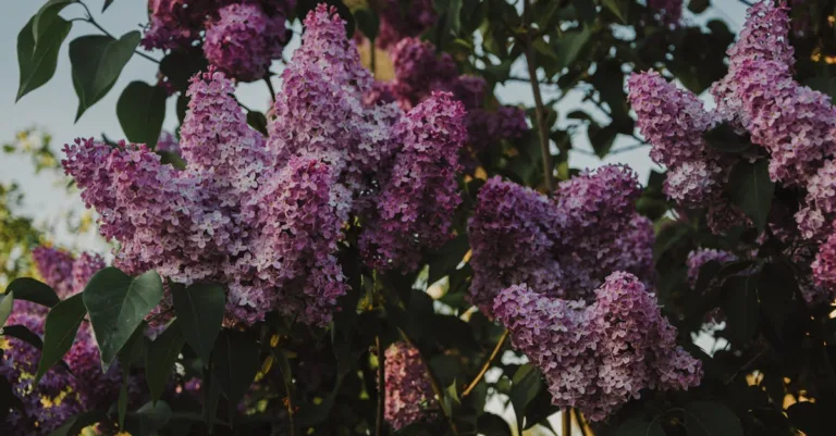 découvrez notre sélection d'arbustes à croissance rapide pour apporter rapidement verdure et intimité à votre jardin.