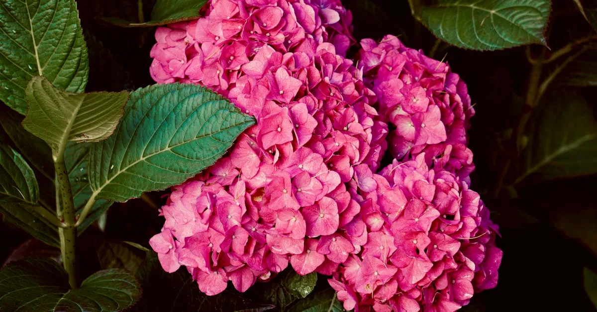 guide complet pour prendre soin de l'hortensia : conseils d'arrosage, d'exposition, de taille et de protection pour des fleurs éclatantes toute l'année.