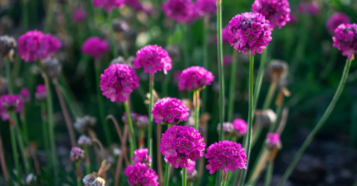 découvrez comment créer un jardin vivace magnifique et durable, avec des conseils sur le choix des plantes, l'entretien saisonnier et l'aménagement paysager pour un espace naturel tout au long de l'année.