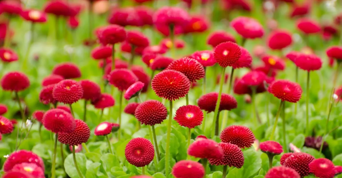 découvrez notre guide complet pour créer un jardin vivace, alliant beauté durable et entretien simplifié toute l'année.