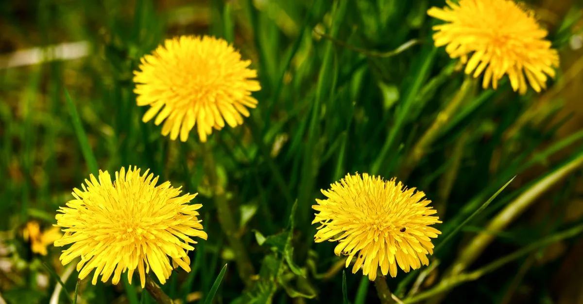 conseils et méthodes efficaces pour le contrôle des mauvaises herbes afin de protéger vos cultures et jardins.
