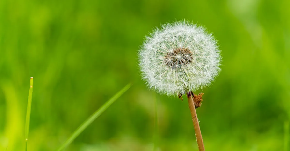 découvrez des méthodes efficaces pour le contrôle des mauvaises herbes et protégez vos cultures avec des solutions adaptées et écologiques.