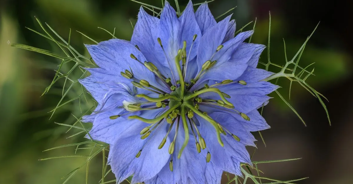 découvrez les risques potentiels associés aux graines de nigelle, leurs effets secondaires possibles et conseils d'utilisation pour une consommation sûre.