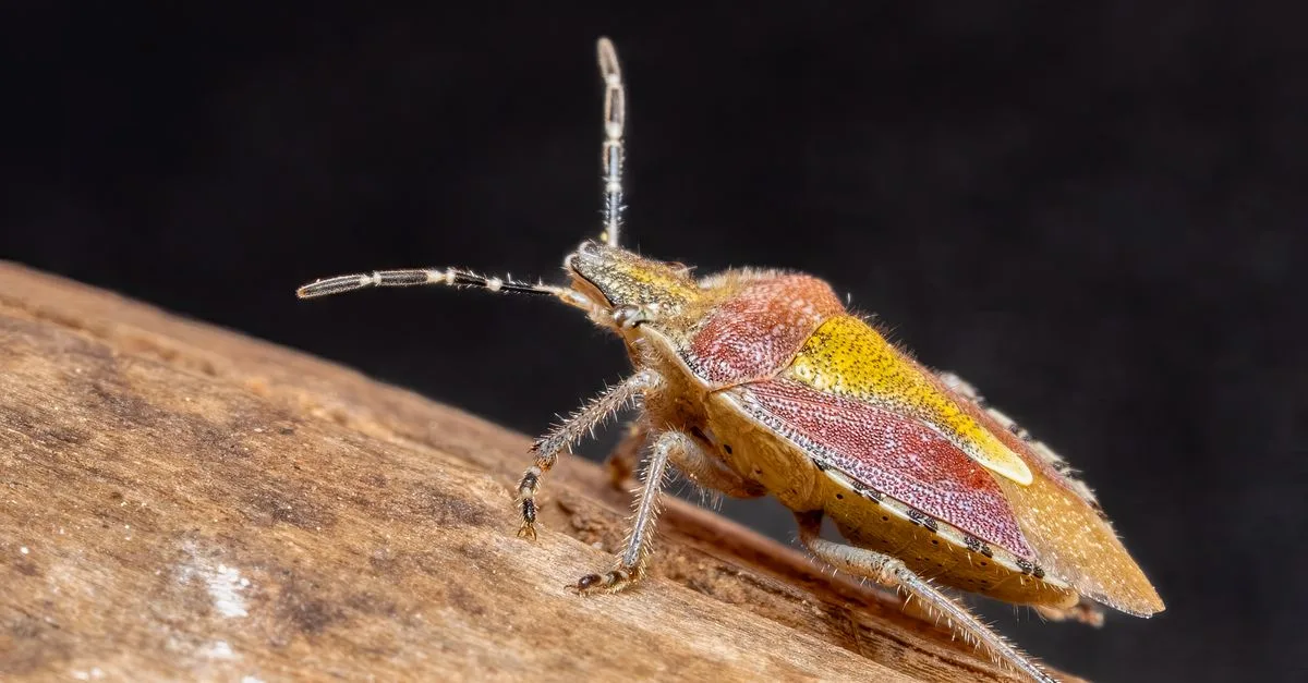 découvrez le ginger bug, un ferment naturel à base de gingembre et de sucre, idéal pour préparer des boissons pétillantes maison.