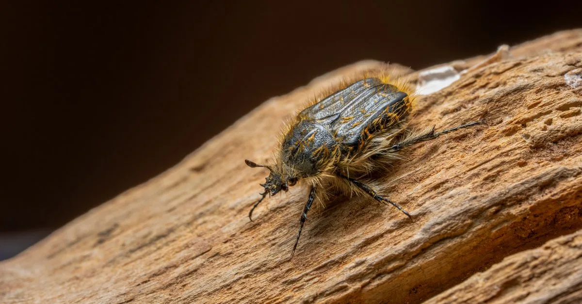découvrez le ginger bug, un ferment naturel au gingembre idéal pour préparer des boissons pétillantes maison, savoureuses et faciles à réaliser.